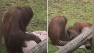 Orangután protagoniza tierna escena al colocar una manta para que su mamá duerma