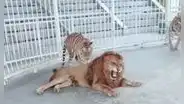 Tigre se acerca a león para ‘masajear’ su pelaje, pero este tiene furiosa reacción