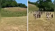 Burros se alegran cuando reciben la visita de la mujer que los rescató