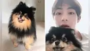 Yeontan y Taehyung: el día en que V presentó a su mascota ante ARMY