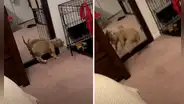 Perro sale de su jaula y se alborota al ver su propio reflejo en el espejo