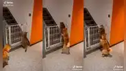 Perro no permite que su compañero gatuno desobedezca y haga travesuras en casa de su dueña