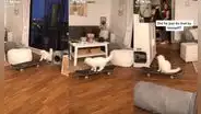 Gatito ‘aprende’ a manejar skateboard y sorprende a sus dueños