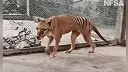 Publican imágenes de Benjamín, el último tigre de Tasmania que habitó la tierra