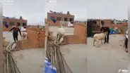 Peruanos crían a oveja en el techo de su casa y se convierte en su mejor ‘amiga’