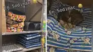 Pareja va a comprar cama para su gato y descubre a otro durmiendo en una de estas
