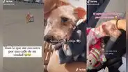 Joven rescata de ser atropellada a perrita callejera que llevaba un chicharrón en su hocico
