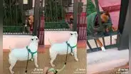 Chihuahua intenta ahuyentar a perro que pasa por su casa, pero tiene inesperado percance