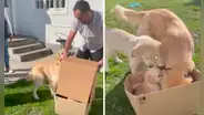 Perro tiene conmovedora reacción al conocer a su cachorro