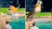 Cuidador lanza una pelota a la piscina al ver que feroz tigre corre detrás de él