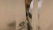 Mujer entra a su cuarto para vigilar a su perro, pero este le cierra la puerta en la cara