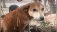Conoce la triste historia de Porky, el perro callejero que sobrevivió a los maltratos