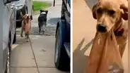 Perro se encarga de hacer las compras de su dueña y le lleva las bolsas con el hocico
