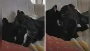 Perro y gato comparten emotivo momento juntos mientras su dueña no está en casa