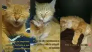 Gatita se vuelve la mamá de un minino de la calle luego de haber perdido a sus crías