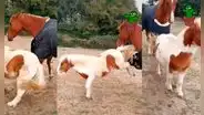 Pony se pone ‘celoso’ con su ‘amigo’ caballo porque le dieron una mantita y a él no