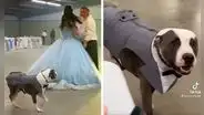 Perrito acompaña en fiesta de quinceaños de su dueña y se convierte en su ‘chambelán’