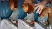 Llega de trabajar y su perrito le ‘revisa’ los bolsillos para saber si le compró comida