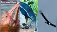 20 animales en peligro de extinción y extintos en Perú 2023