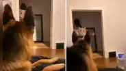 Joven se coloca una máscara de gato para bromear a su perro, pero este intenta morderlo