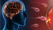 La contaminación está inflamando el cerebro y reduciendo los espermatozoides