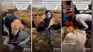 Excursionistas rescatan a perrita y evitan que muera congelada en montaña cubierta de nieve