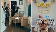 Familia sorprende a su can con una fiesta de cumpleaños por su primer año de vida