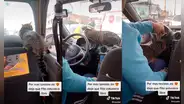 Sube a un taxi con su gato y chofer permite que el minino salga de su transportadora
