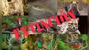 Diez animales en peligro de extinción y extintos en México 2021 [fotos y videos]