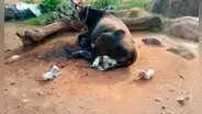 Vaca alimenta a siete perritos huérfanos y los protege como a sus propios terneros