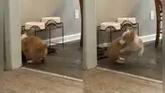 Gracioso perrito juega a meter su cabeza dentro de un balde lleno de agua