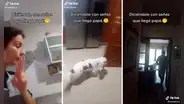Perrito sordo se emociona al ver que su dueña le avisa con señas la llegada de ‘papá’