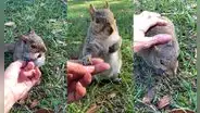 Amigable ardilla se queda sentada al lado de la persona con quien vive hace un tiempo