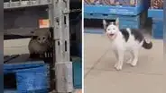 Encuentra un gatito abandonado dentro de un supermercado y lo lleva a su casa para cuidarlo