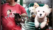 Piden intervención de la PNP para cierre definitivo de locales dedicados a venta ilegal de animales