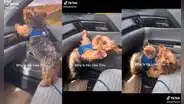 Perrito pasea emocionado en el carro de su dueña, pero experimenta inesperado percance