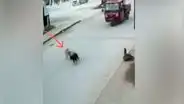 Perro es testigo de que su ‘mejor amigo’ iba a ser atropellado y se lanza para salvarlo