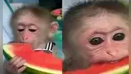 Monito que come desesperadamente una sandía ‘conquista’ el corazón de miles en TikTok