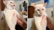 Tierno gatito convive junto a varios perros y aprende a ladrar como uno de ellos