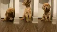 Perrito se emociona al encontrar como diversión el tope de una puerta
