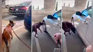Perro policía jubilado cree que sigue en servicio y va en búsqueda de explosivos
