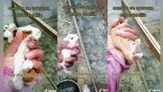 Joven criadora de cuyes enseña por qué algunas de sus mascotas nacieron con malformaciones