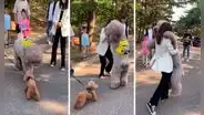 Perro se asusta al conocer a un cachorro y su dueña lo carga para que se sienta protegido