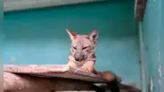 Caso Run Run: especialistas presentan propuestas para reducir tráfico de animales silvestres