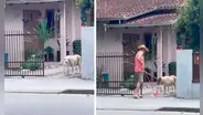 Perro ayuda a su cuidador a limpiar la casa y le sujeta el bote de la basura