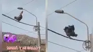 Gallo sube a un cable de alumbrado eléctrico y despierta a todo el vecindario con su cacareo