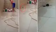 Rata retira la tapa de un desagüe para evitar ser capturada por el dueño de una vivienda