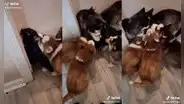 Joven muestra cómo sus perritos sofocan a su gato con tiernas muestras de afecto