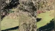 Numerosa turba de canguros corre para adentrarse en el bosque y cautiva en redes sociales