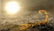 ¿Qué significa Soñar con alacranes?